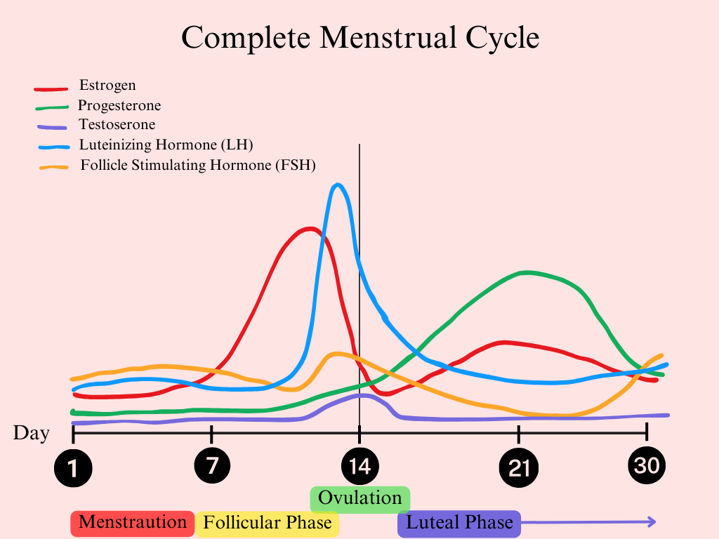 How does the menstruation cycle work