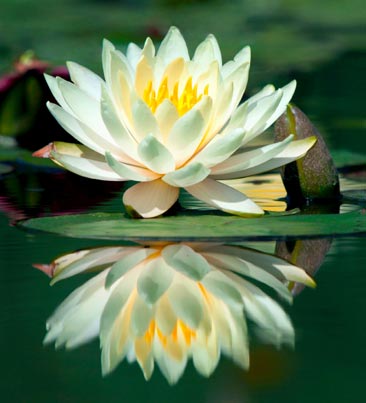 Lotus Flower